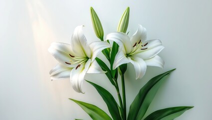 Obraz premium Fresh white lily with green leaves.