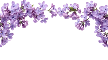Delicate lilac flowers as a frame border isolated on transparent background
