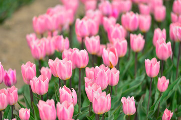 Spring blooming tulip field. Flowers tulips,  Spring floral background.