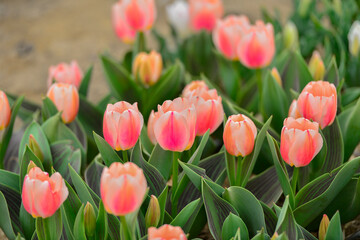 Fototapeta premium Spring blooming tulip field. Flowers tulips, Spring floral background.