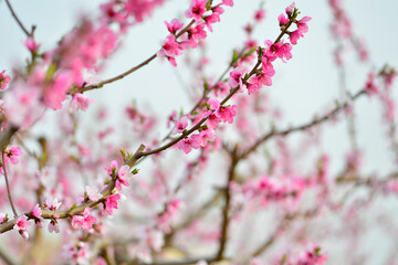 In full bloom in the peach blossom