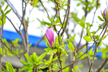 In full bloom in the peach blossom