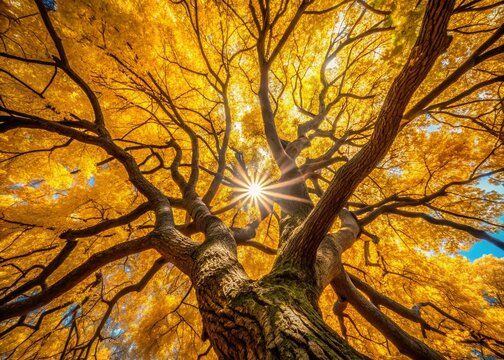 Autumn Leaves Canopy, Urban Exploration Photography, Yellow Fall Foliage, Overhead View, Tree Branches