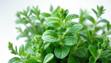 Obraz premium fresh thyme herb isolated on a white background