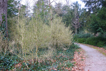 Box trees damaged by mox tree moths (Cydalima perspectalis) invaded to Europe from Asia (Karlsruhe,...