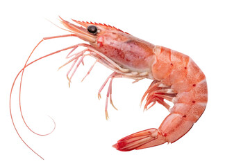 crayfish on a white background