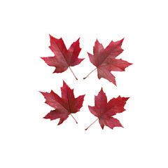 Fototapeta premium Vibrant Red Maple Leaves Isolated on a White Background