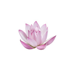 Beautiful Pink Lotus Flower Isolated on White Background
