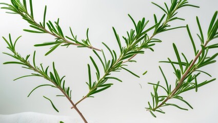 Obraz premium Fresh green rosemary herb dropping in the air, isolated against a white background.