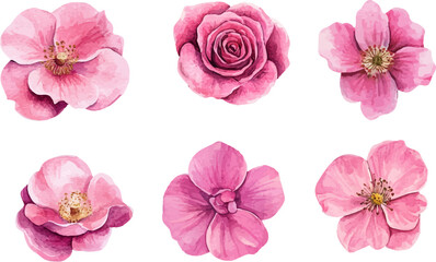set of pink flowers