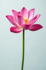 Naklejka premium A single lotus flower petal on a simple background, nature, isolated