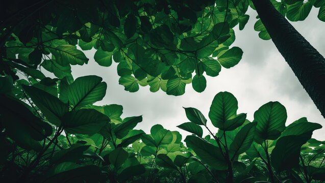 Elephant foot yam plant captured from a lower perspective.
