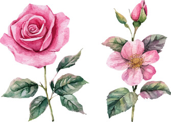 Fototapeta premium set of pink roses isolated on white