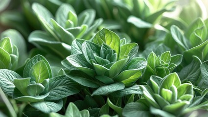 Obraz premium Fresh Green Organic Sage Herbs Prepared for Cooking