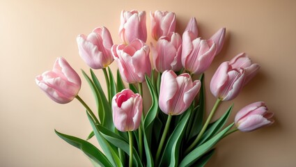 Fototapeta premium Flowers background banner. Pink tulips arranged on a beige backdrop. Space for text.