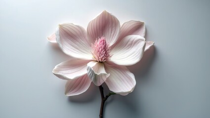 Purple magnolia flower on a white background, isolated.