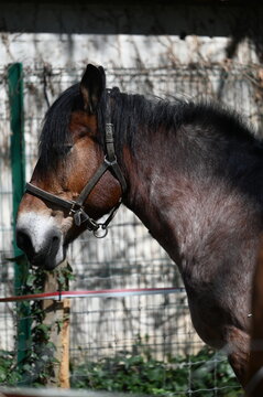 Cheval marron