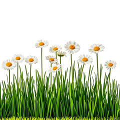 White daisies scattered across lush green grass, featuring vibrant yellow centers and varying heights, leaning and upright arrangement for natural aesthetics