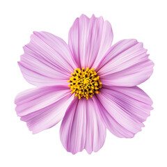 Fototapeta premium cosmos flower png