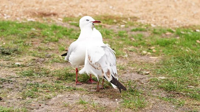 Red-billed Gulls Interacting on Great Ocean Road