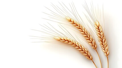 Obraz premium Several golden wheat ears are arranged against a white background