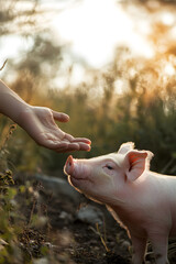 Hopeful Horizons: The Intersection of Human and Animal Life in Xenogeneic Transplantation