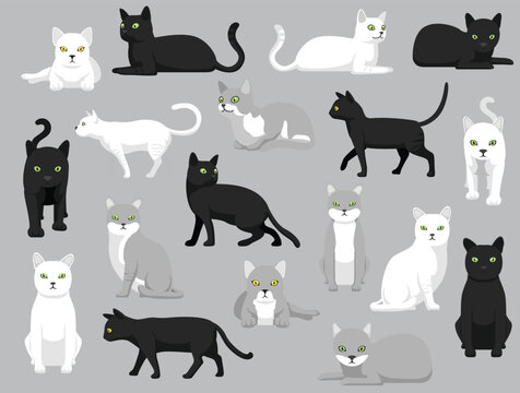 Cat Burmilla Various Colors Poses Cartoon Vector Character