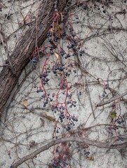 wild wine grapes