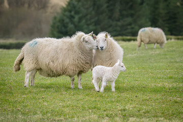 Two adult sheep share a nice moment, with a small lamb close by, signifying the Spring has arrived