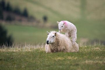 A small lamb playfully stands on top of its mother, signifying that Spring has begun 