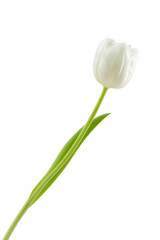 white lily-like tulips with a stem, isolated