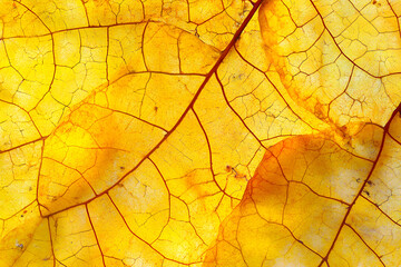 Fototapeta premium Vivid Autumn Leaves Radiating Xanthophyll Pigments Revealing Nature's Photosynthetic Transition
