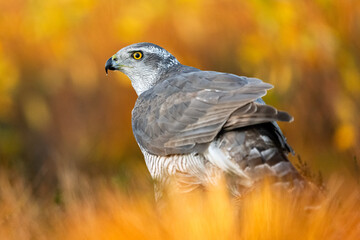 Northern goshawk in the golden light