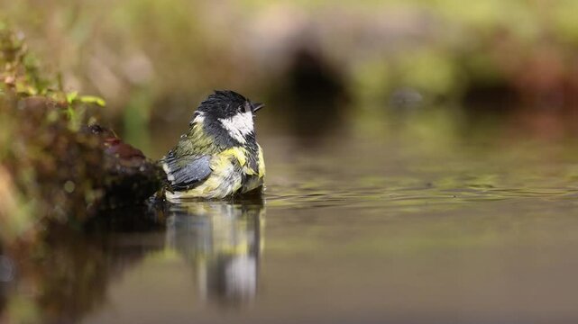Bird - Colorful great tit Parus major drinking water and bathing in forest pond, photographed in horizontal, amazing background, summer time