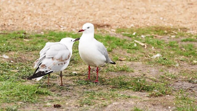 Red-billed Gulls Interacting on Great Ocean Road