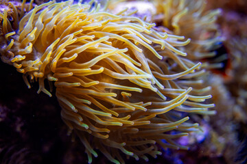 close-up of yellow sea anemone tentacles in a coral reef aquarium
