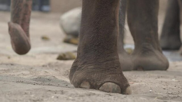 Close up footage of an elephant or Elephas maximus feet walking on the ground.