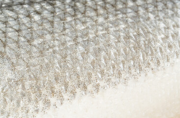 Fish scales texture background, sea bass skin close up, macro shot of silver labrax scale