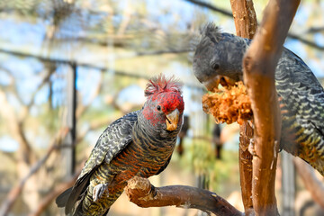 Bird park in Moonlit sanctuary, Melbourne, Australia  (Gang-gang cockatoo)