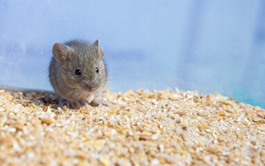 The pest mouse eats grain stocks a small gray mouse is sitting on a grain of wheat. portrait of a mouse. rodent spoils the harvest