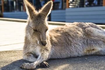 Funny kangaroo sleeping in Moonlight Sanctuary, Melbourne, Australia
