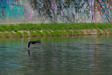 A majestic great cormorant glides powerfully over the shimmering waters of the Aare River, highlighting the grace of avian flight and the beauty of nature&rsquo;s waterways.