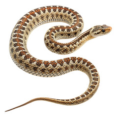 Patterned Snake Nature's Intricate Design