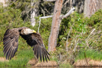 white-tailed eagle