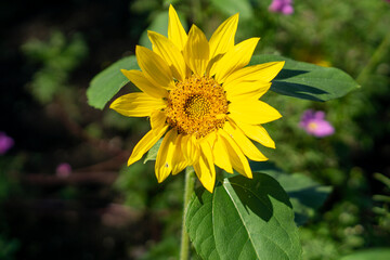 自然の中のひまわり Sunflower in Nature

