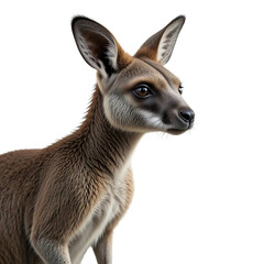 Kangaroo Majesty Outback Grace