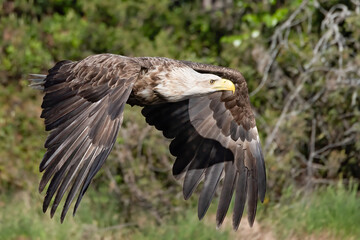 white-tailed eagle