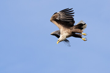 white-tailed eagle