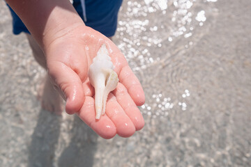 Close-up of child's hands holding a seashell above the ocean shore. The child s hand is wet, and the seashell showcases intricate patterns. Sunlight glistens on the shallow water.