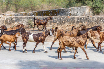 Goat Herd Traversing a Dusty Road in Pushkar, Rajasthan – A Rustic Indian Scene